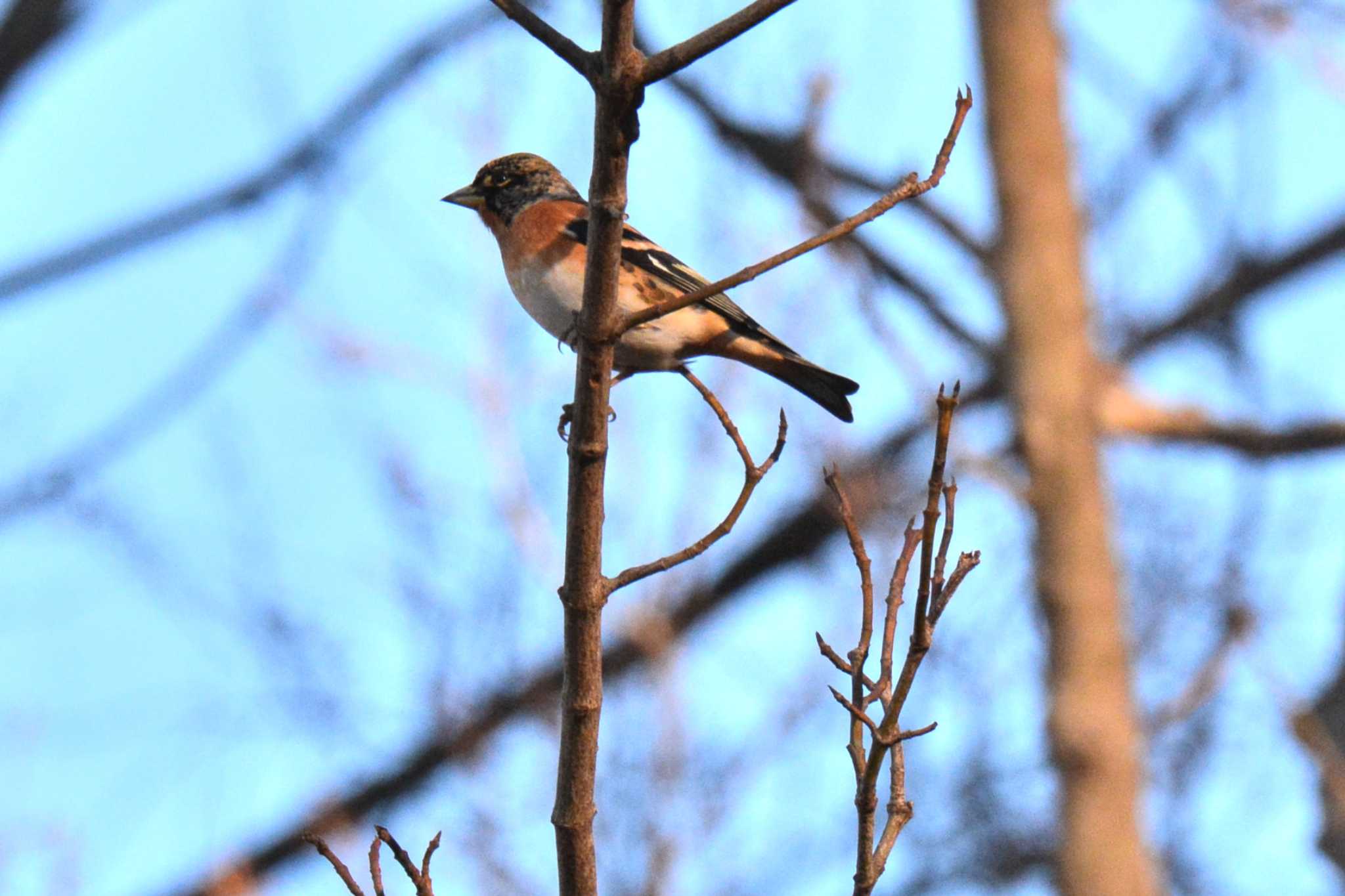 Brambling