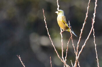 カワラヒワ 神代植物公園 2022年1月4日(火)