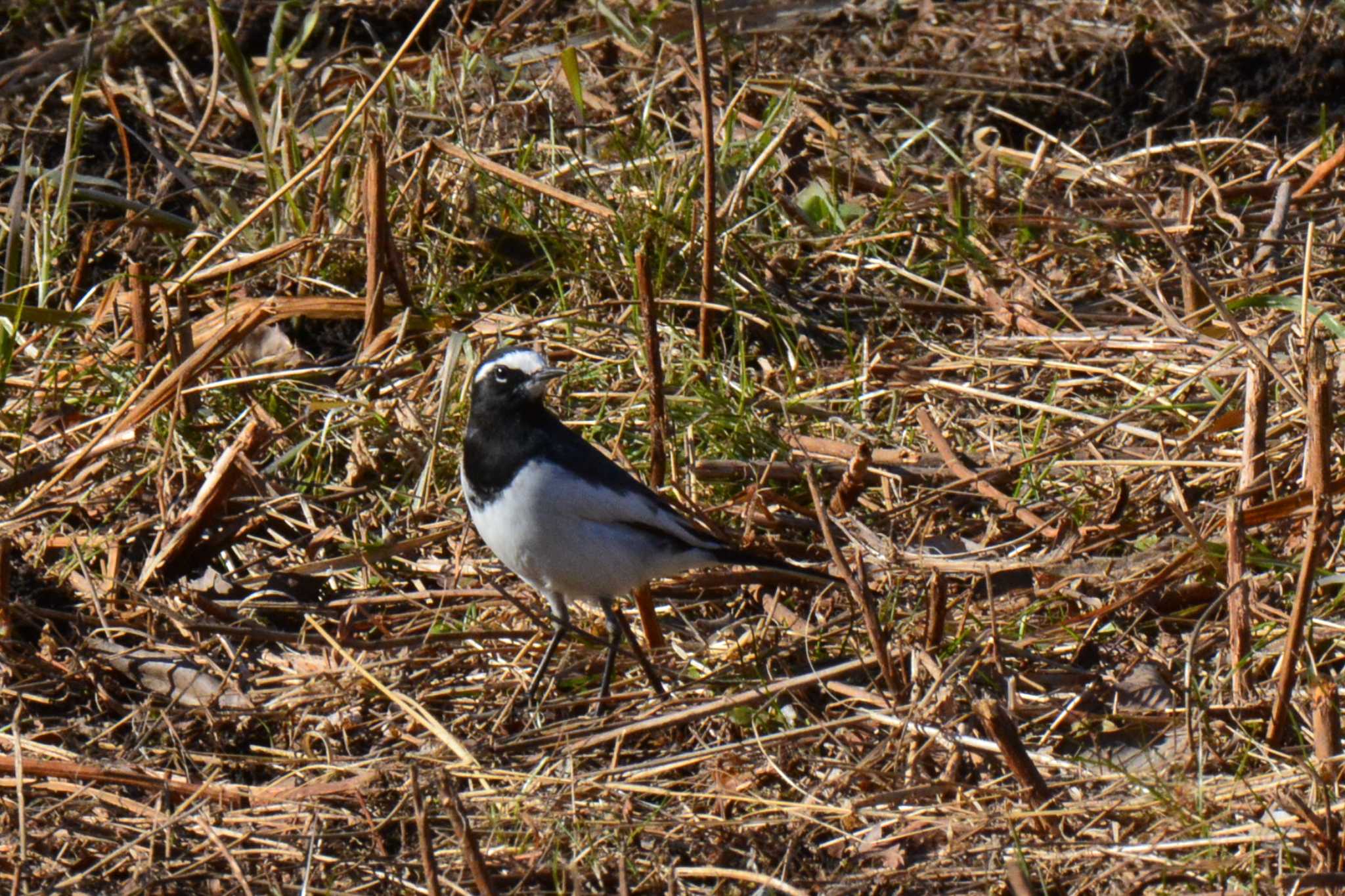 Japanese Wagtail