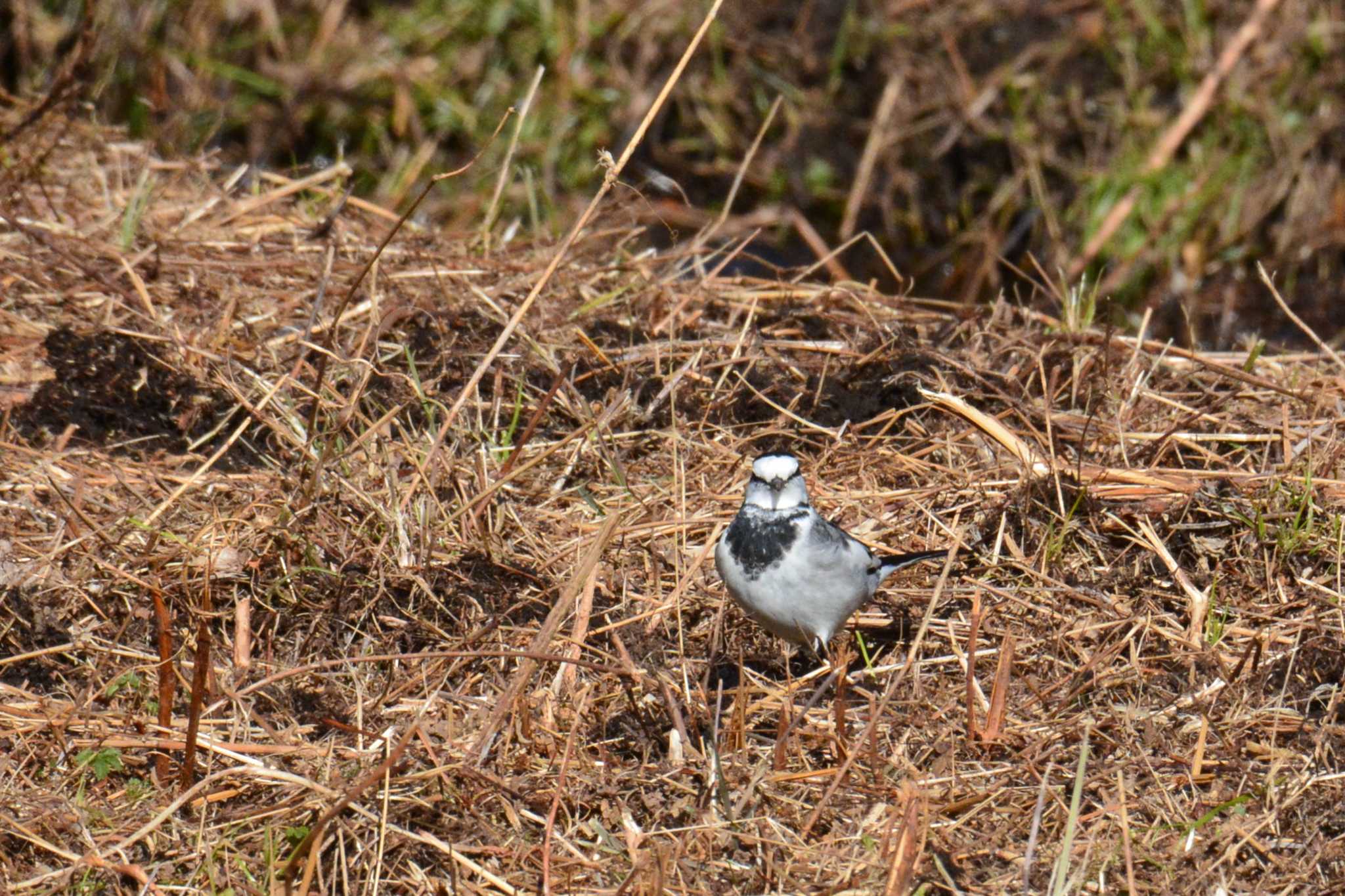 White Wagtail