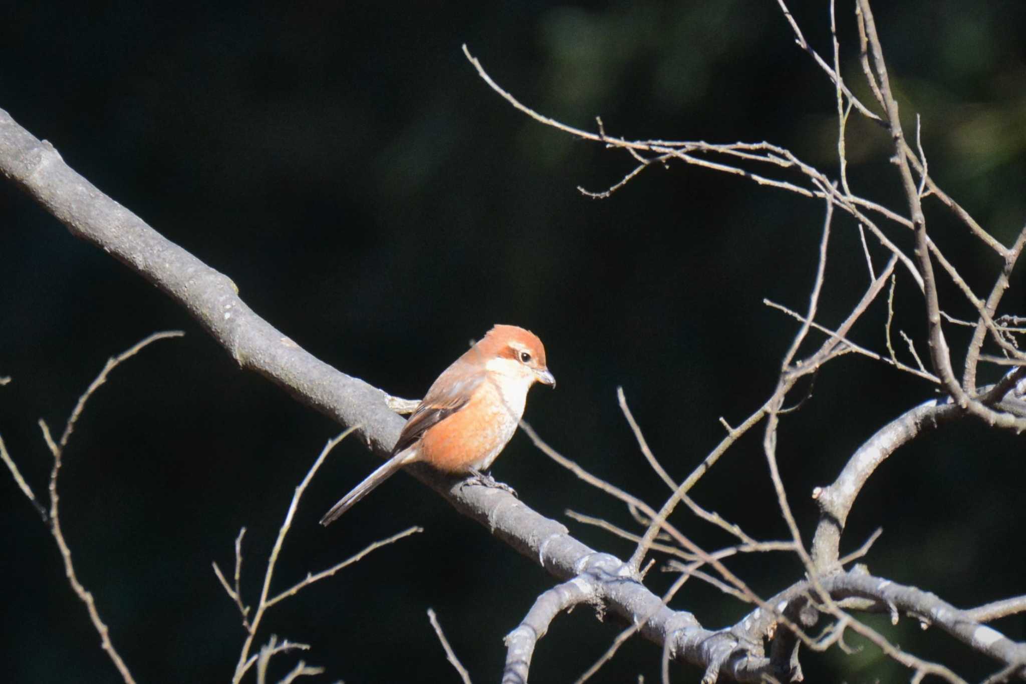 Bull-headed Shrike