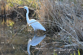 ダイサギ 神代植物公園 2022年1月4日(火)