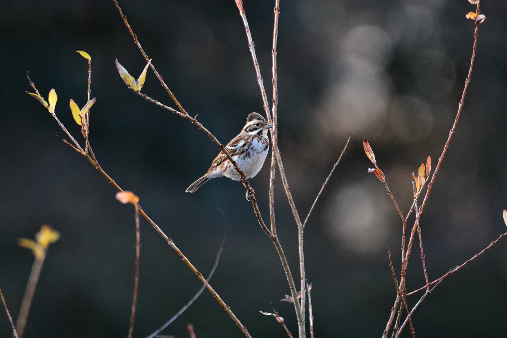 Photo of Rustic Bunting at 神代植物公園 by geto