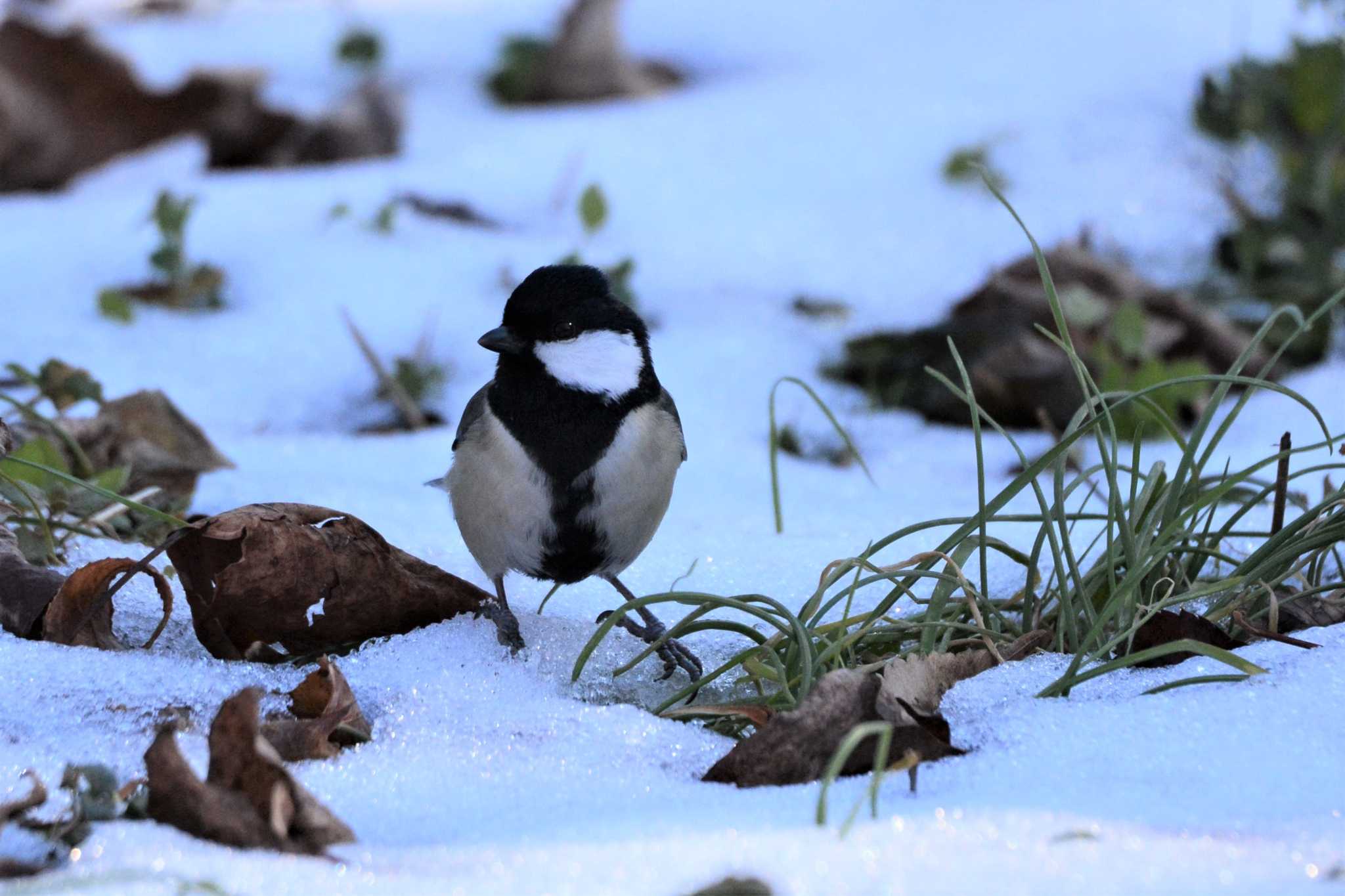 Photo of Japanese Tit at 神代植物公園 by geto