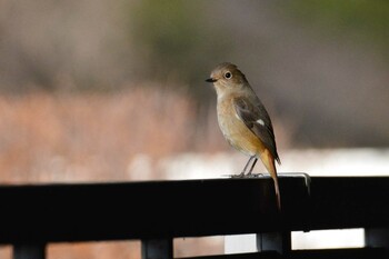 2022年1月9日(日) 神代植物公園の野鳥観察記録