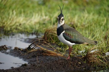 2022年1月19日(水) 潟ノ内(島根県松江市)の野鳥観察記録