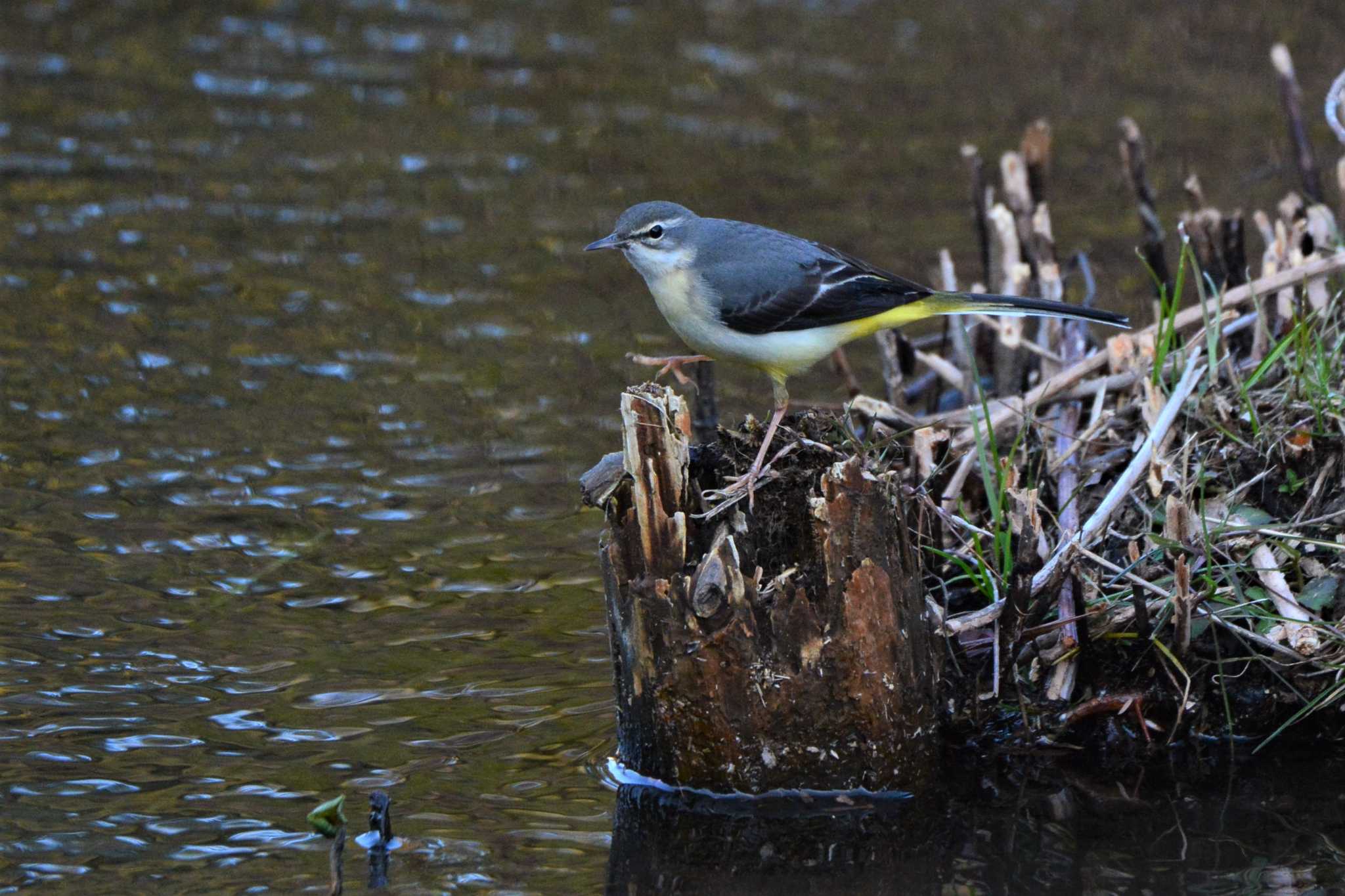 Photo of Grey Wagtail at 神代植物公園 by geto