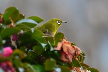 メジロ 神代植物公園 2022年1月10日(月)