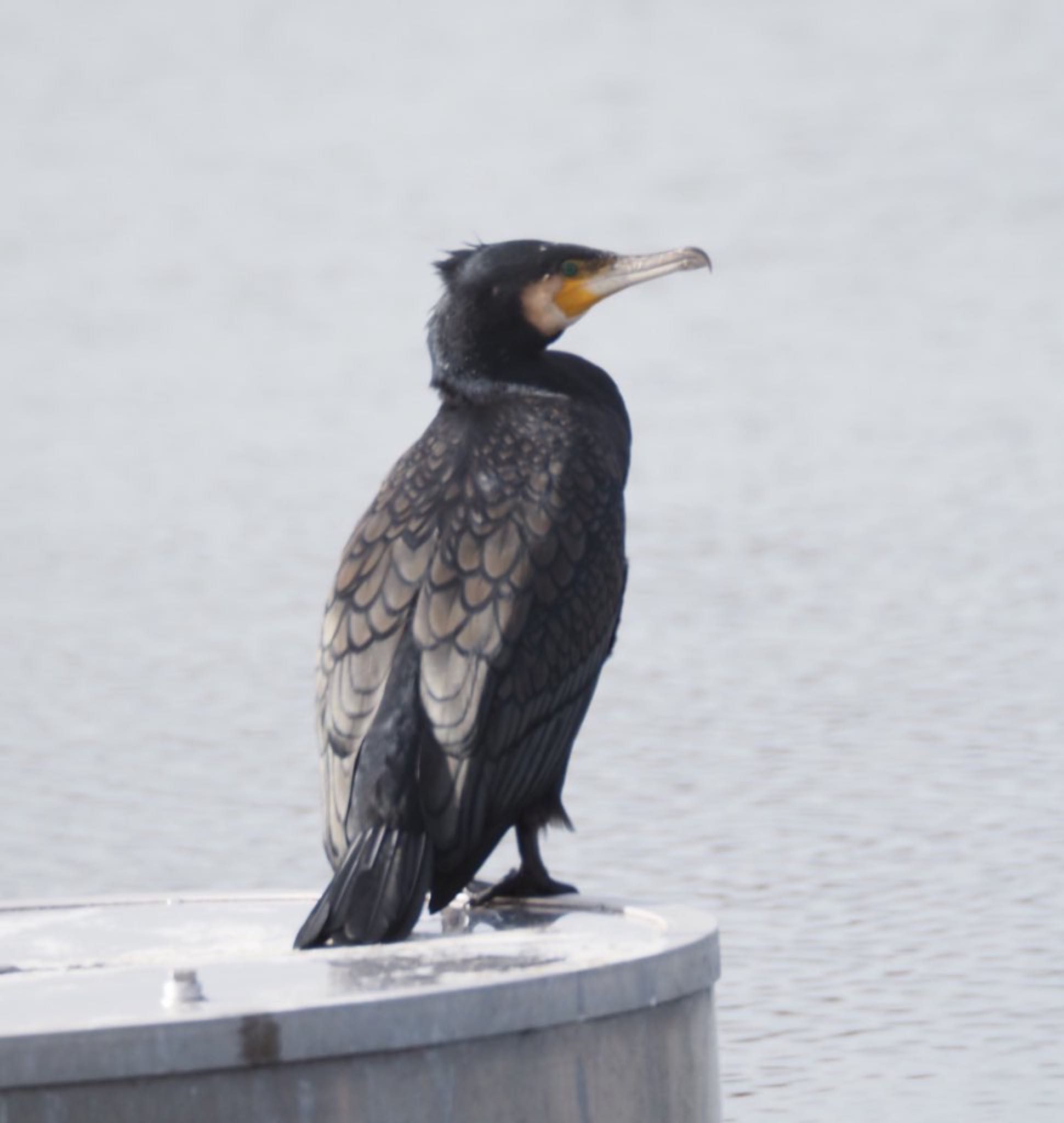 Great Cormorant