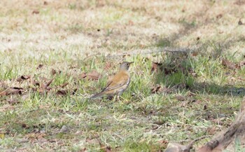 Pale Thrush 湖山池(鳥取市) Sat, 1/15/2022