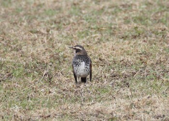 Dusky Thrush 湖山池(鳥取市) Sat, 1/15/2022