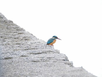 Common Kingfisher 湖山池(鳥取市) Sat, 1/15/2022