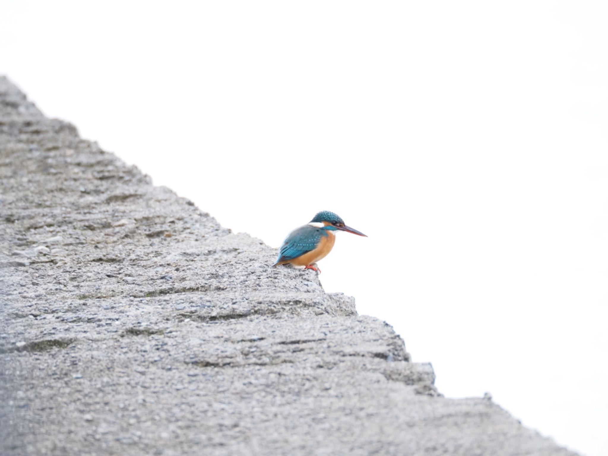 Common Kingfisher