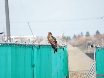 トビ 湖山池(鳥取市) 2022年1月15日(土)