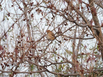 Bull-headed Shrike 湖山池(鳥取市) Sat, 1/15/2022