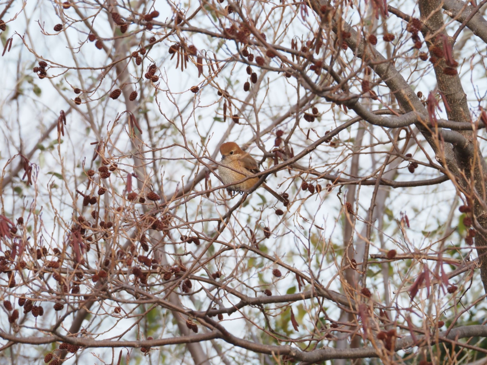 Bull-headed Shrike