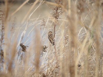 Pallas's Reed Bunting 湖山池(鳥取市) Sat, 1/15/2022