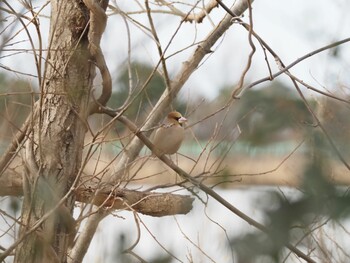 Hawfinch 湖山池(鳥取市) Sat, 1/15/2022