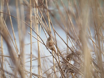 Meadow Bunting 湖山池(鳥取市) Sat, 1/15/2022