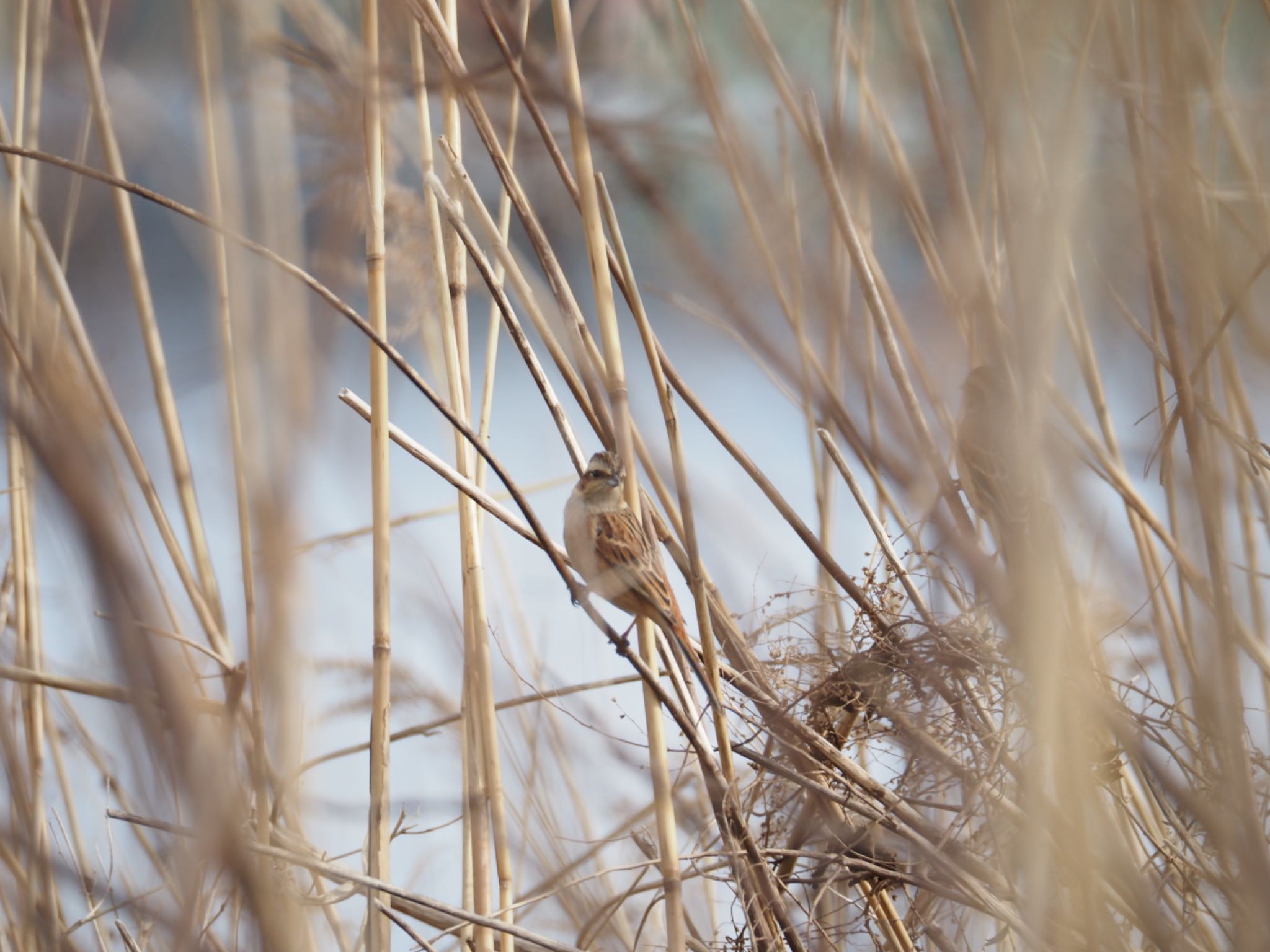 Meadow Bunting