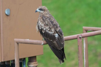 2021年7月24日(土) 池子の森自然公園の野鳥観察記録