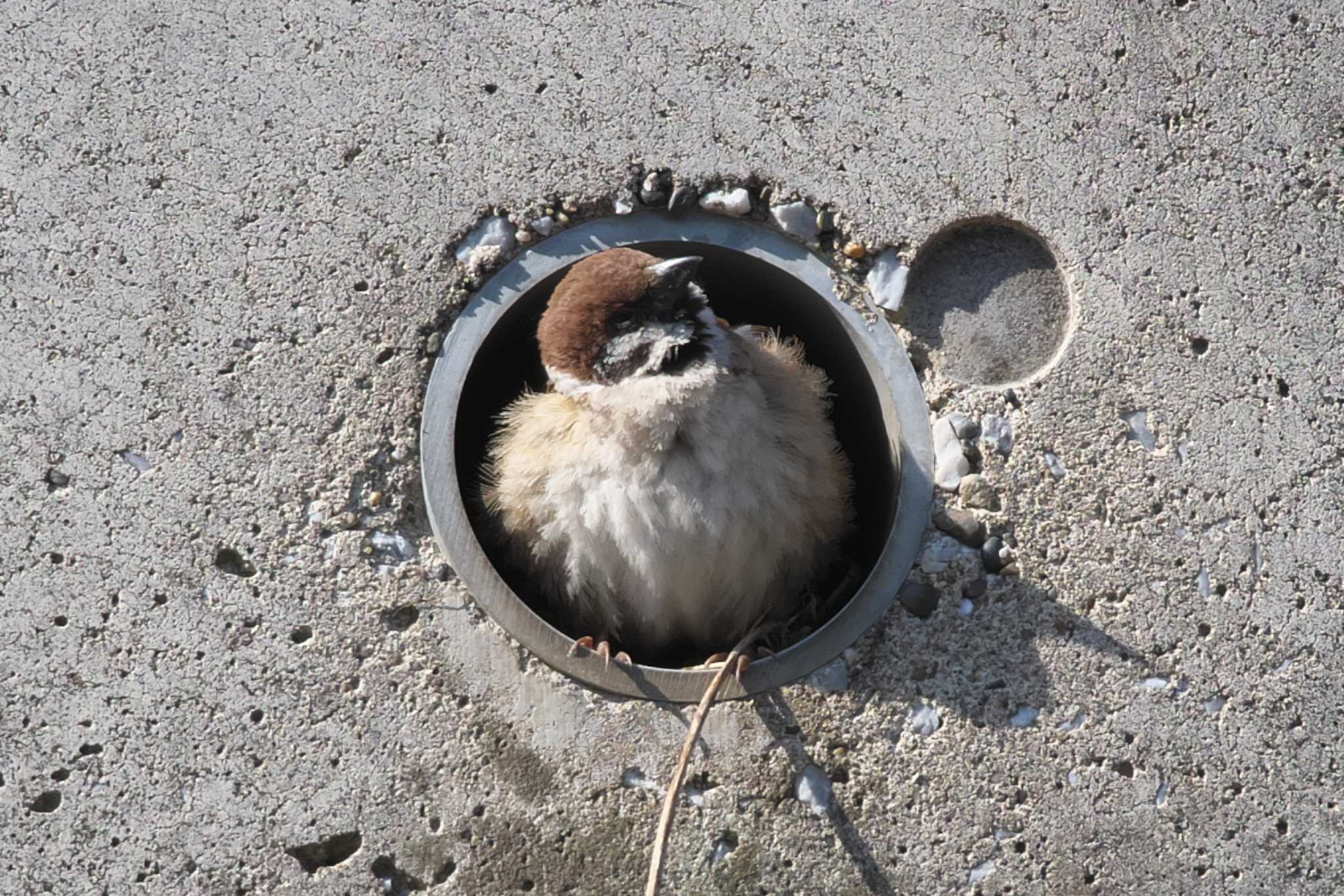 Eurasian Tree Sparrow