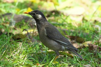 White-cheeked Starling 池子の森自然公園 Sun, 4/11/2021