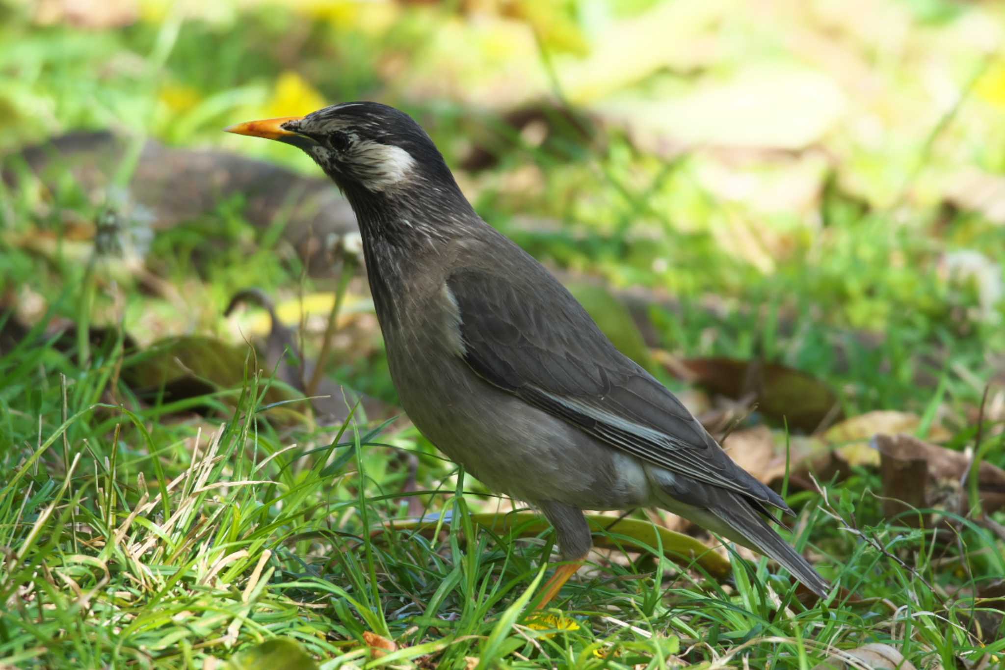 White-cheeked Starling