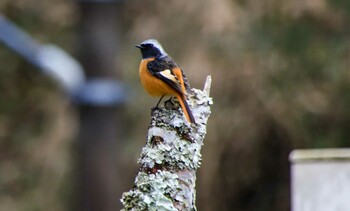 ジョウビタキ 山口県光市 2022年1月16日(日)