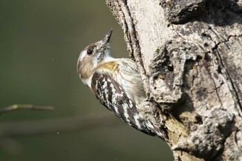 Japanese Pygmy Woodpecker 池子の森自然公園 Sat, 3/27/2021