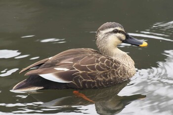 Eastern Spot-billed Duck 池子の森自然公園 Sat, 3/6/2021