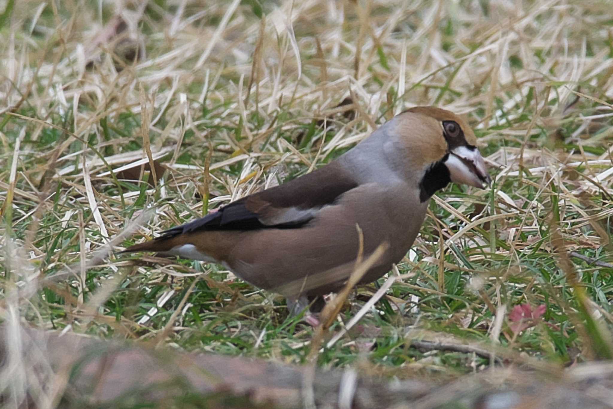 Hawfinch