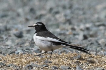 Japanese Wagtail 池子の森自然公園 Sat, 2/27/2021