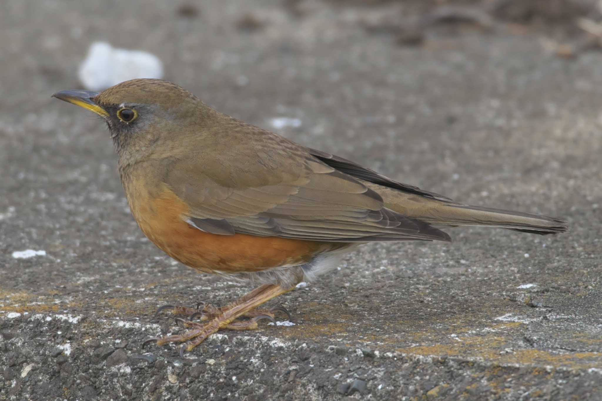 Brown-headed Thrush