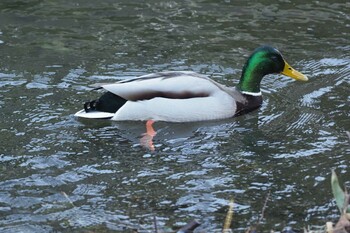 Sat, 2/20/2021 Birding report at 池子の森自然公園