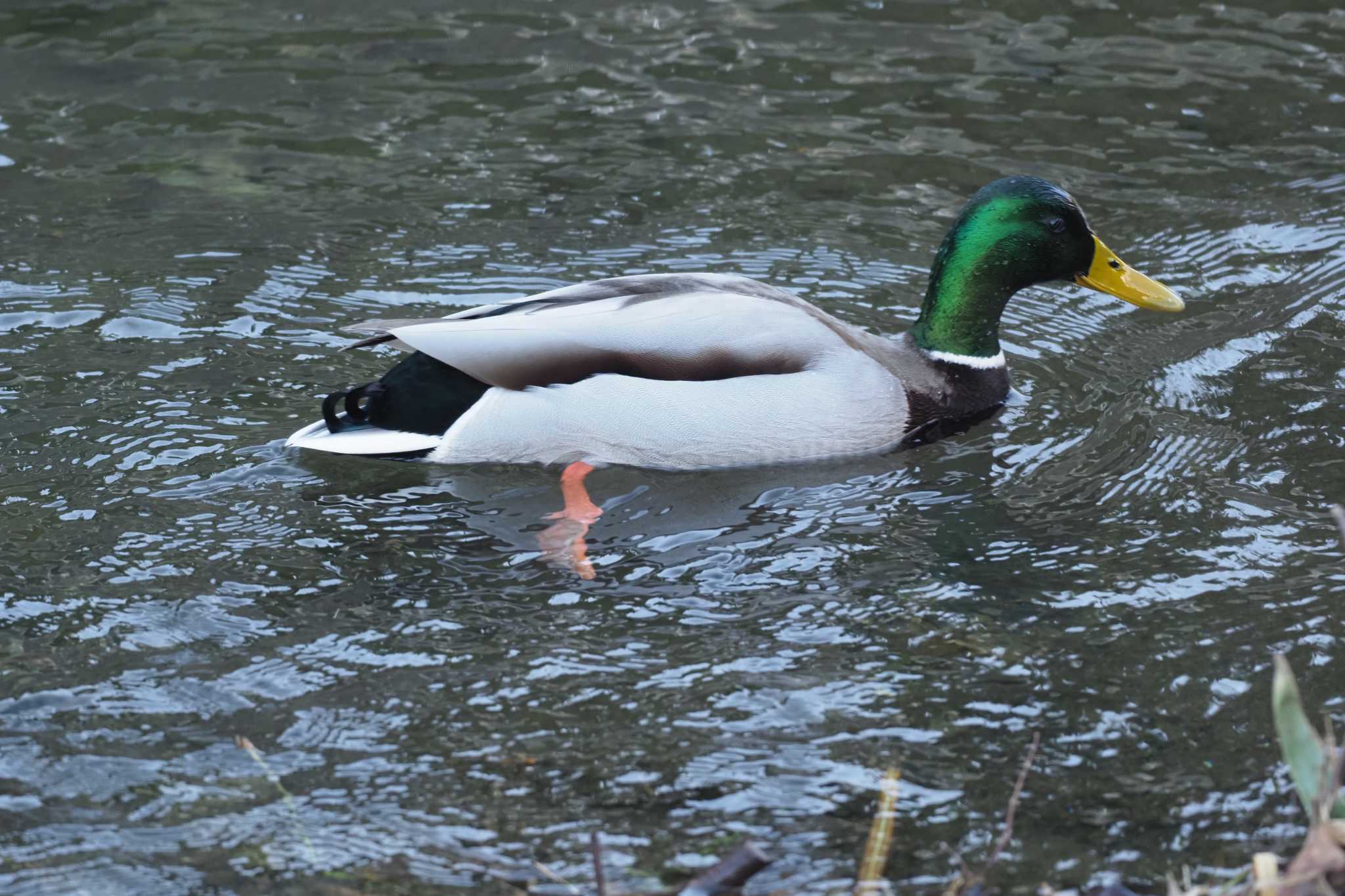 池子の森自然公園 マガモの写真 by Y. Watanabe