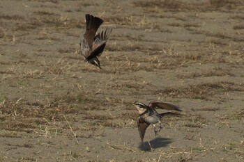 2021年1月16日(土) 池子の森自然公園の野鳥観察記録