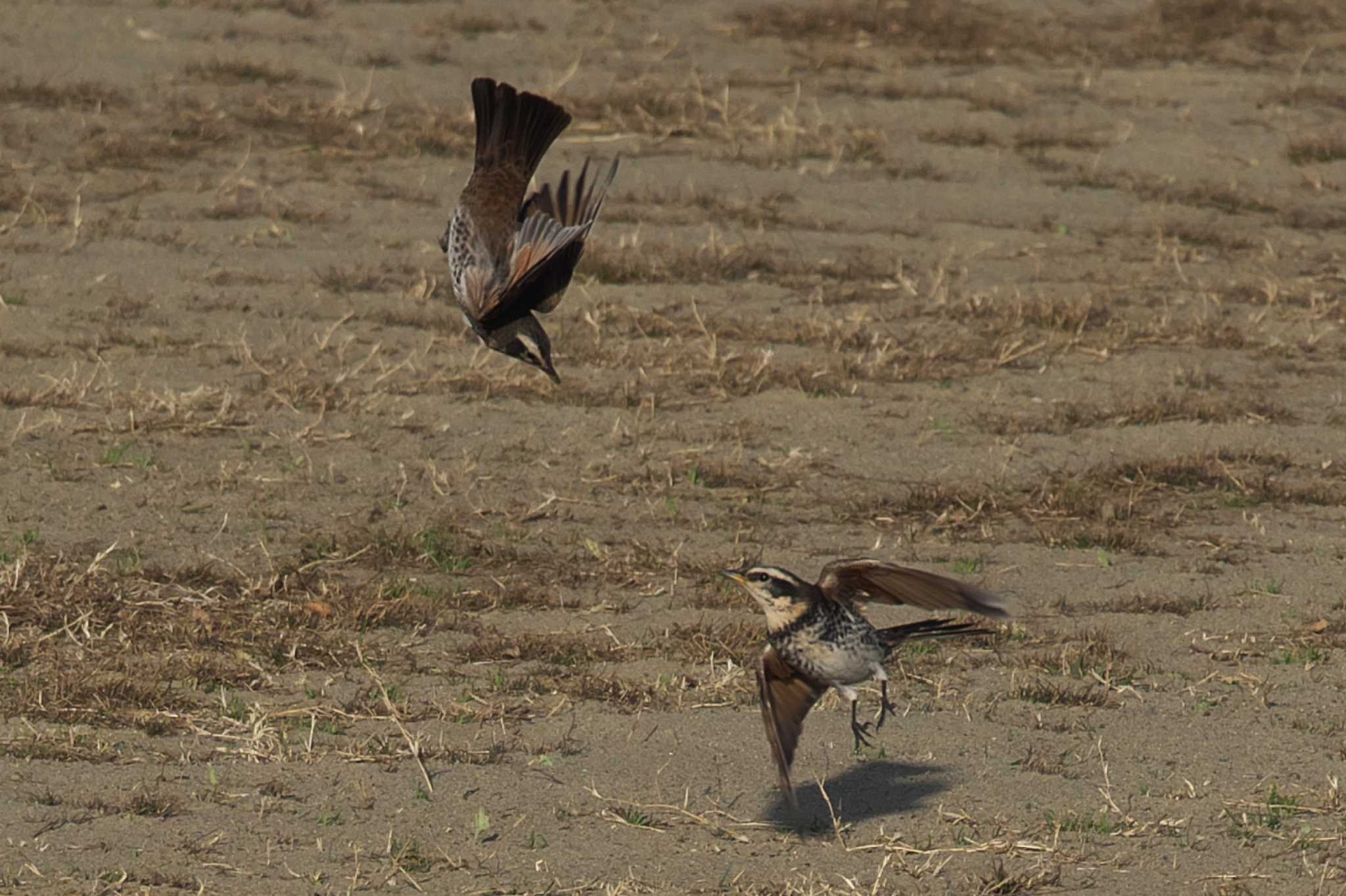 Dusky Thrush