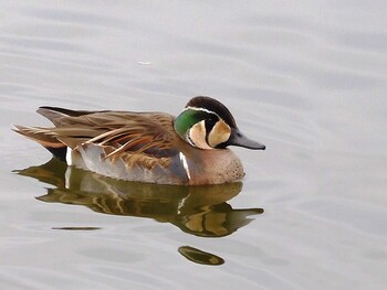 Baikal Teal Showa Kinen Park Wed, 1/19/2022