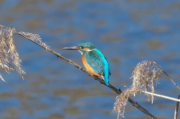 Common Kingfisher 池子の森自然公園 Sat, 1/9/2021