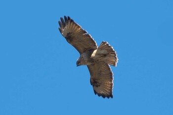 Eastern Buzzard 池子の森自然公園 Sat, 1/9/2021