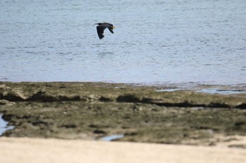 クロサギ 沖縄県宮古島市 2017年7月21日(金)