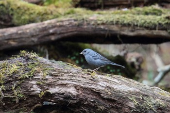 Grey Bunting Yanagisawa Pass Mon, 5/15/2017