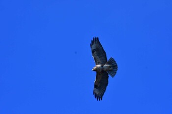 2022年1月19日(水) 長浜公園の野鳥観察記録