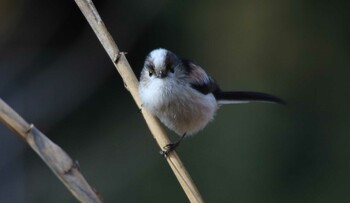 Long-tailed Tit 21世紀の森と広場(千葉県松戸市) Wed, 1/19/2022