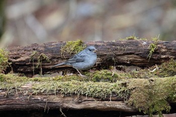 Grey Bunting Yanagisawa Pass Mon, 5/15/2017