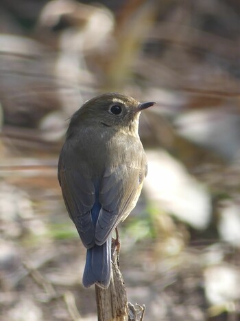 Wed, 1/19/2022 Birding report at Mizumoto Park