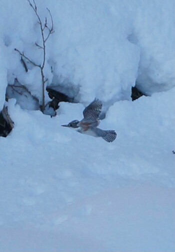 Crested Kingfisher 真駒内川 Wed, 1/19/2022