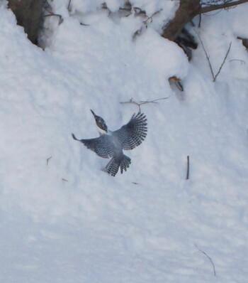 Crested Kingfisher 真駒内川 Wed, 1/19/2022