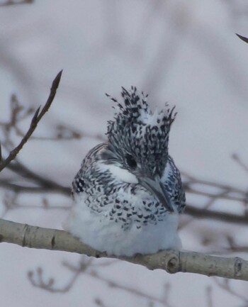 Crested Kingfisher 真駒内川 Wed, 1/19/2022